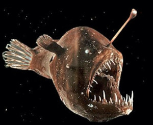 AnglerFish