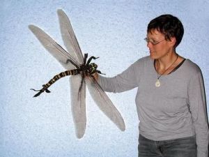 Model of carboniferous dragon fly showing how much larger flying insects were (all insects were larger) Source: http://scienceray.com/biology/higher-oxygen-levels-rear-giant-dragonfly/